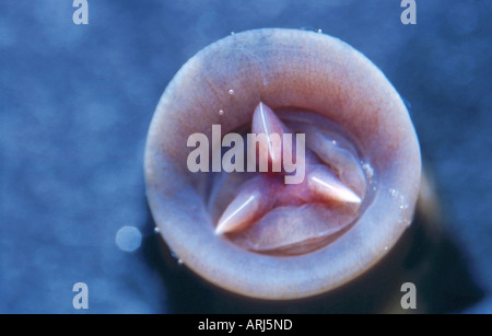 medizinische Blutegel (Hirudo Medicinalis), stoma Stockfoto