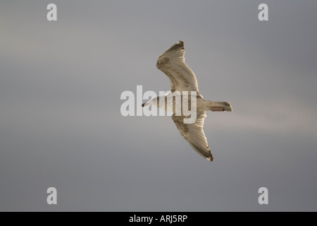 Möwen fliegen neben einer Fähre über den Kanal segeln. Stockfoto