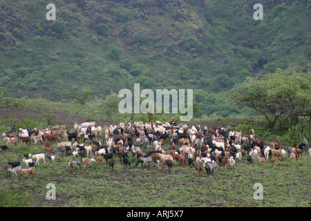 Ziege (Capra Aegagrus F. Hircus), Herde, Sudan Stockfoto