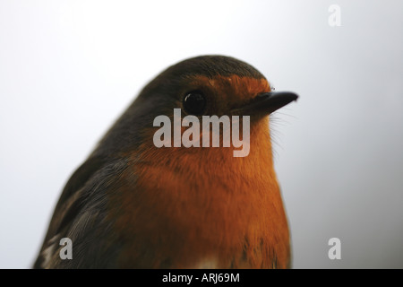 EUROPÄISCHER ROBIN (Erithacus rubecula melophilus) Stockfoto