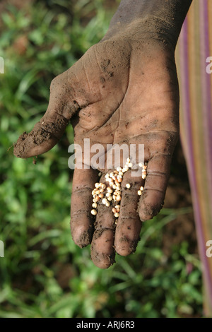 Toposa Frau mit Hirse in der Hand, Sudan Stockfoto