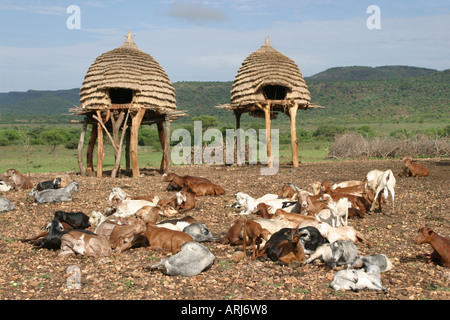 Garner auf Pfählen und ruhende Herde von Schafen und Ziegen, Sudan Stockfoto