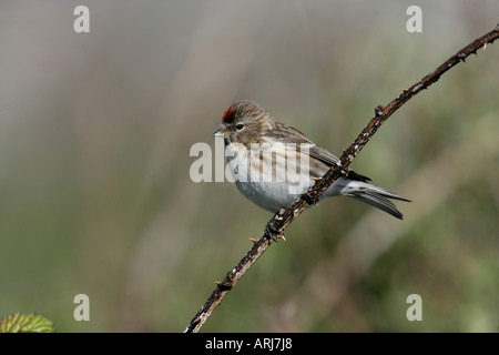 Geringerem Redpoll, Zuchtjahr Kabarett, einzelnes Männchen auf Zweig, Coll, Hebriden, Schottland Stockfoto