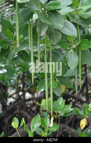 rote Mangroven (Rhizophora Mangle), Jungpflanzen, Vivipary, Kenia Stockfoto