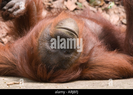 junger Orang-Utan Pongo Pygmaeus ruhen auf Boden mit Armen und Füßen in der Luft Stockfoto