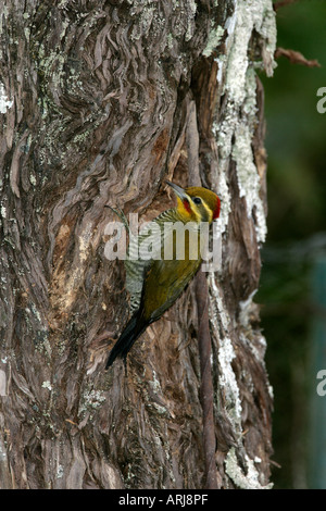 GELBE BROWED Specht Piculus Aurulentus Brasilien Stockfoto