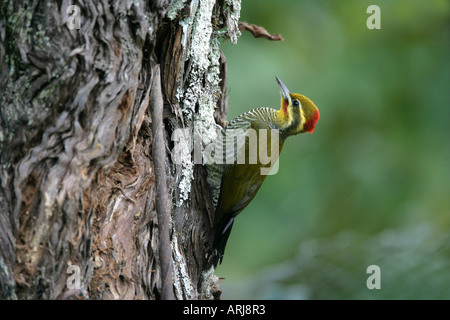 GELBE BROWED Specht Piculus Aurulentus Brasilien Stockfoto