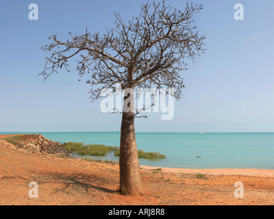 Australischer Baobab, Boab Baum (Affenbrotbäume Gregorii), Boab am Stadtstrand, Australia, Western Australia, Kimberley, Broome Stockfoto