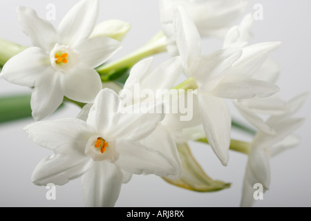 Nahaufnahme von weiß Narcissus papyraceus narcissi Frühlingsblume Blumen Blumenstrauß niemand verschwommener Hintergrund horizontal Hi-res Stockfoto