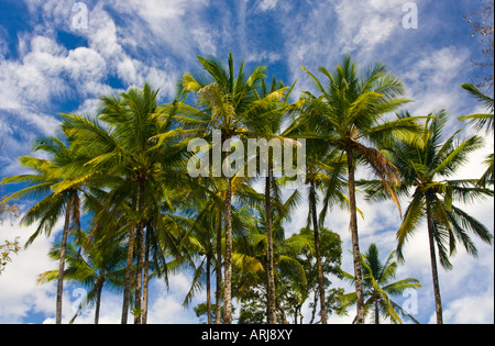 Palmen vor einem pulsierenden blauen Himmel im Santa Catalina Panama Stockfoto