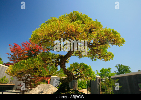 Bonsai, North Carolina Arboretum, Asheville, North Carolina, USA Stockfoto