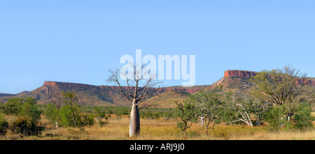 Australischer Baobab, Boab Baum (Affenbrotbäume Gregorii), Cockburn Range, Australien, Western Australia, Kimberley Stockfoto