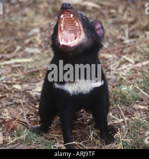 Tasmanischer Teufel (Sarcophilus Harrisii), Tasmanischer Teufel, Jugendkriminalität, Australien, Tasmanien Stockfoto