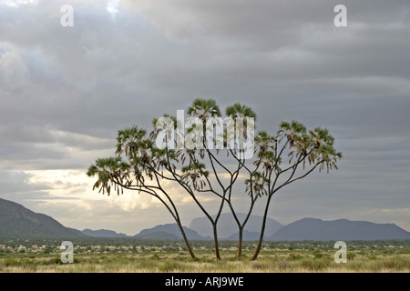 Doum Palme (Hyphaene Thebaica), einziger Baum in Halbwüste, Kenya, Samburu Np Stockfoto