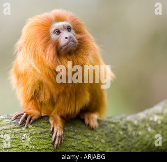 Ein Golden Lion Tamarin auf einem Ast Stockfoto