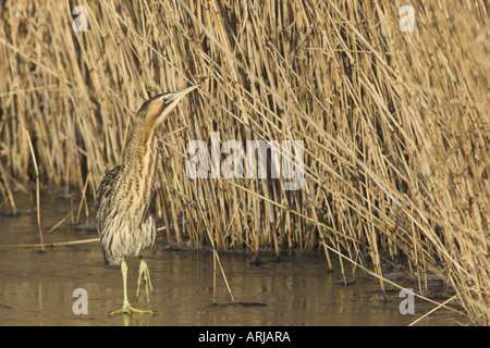 Eurasische Rohrdommel (Botaurus Stellaris), zu Fuß auf dem Eis vor Reed, Niederlande, Friesland Stockfoto