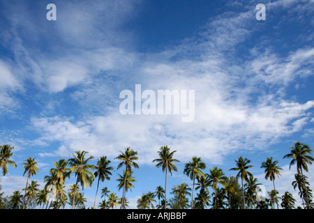 Spitzen der grünen Palmen mit blauem Himmel Stockfoto