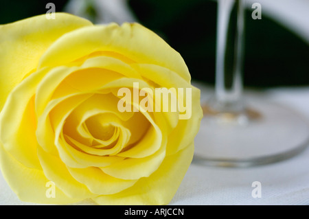 Eine Nahaufnahme der zarten Blütenblätter einer gelben Rose bilden eine Blume auf ein weißes Tuch gelegt, durch den Stamm eines Weinglases Stockfoto