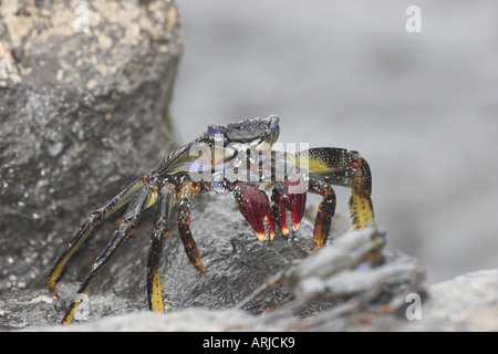 marmorierte Shore Crab, marmorierte Rock Crab (Pachygrapsus Marmoratus), Porträt, auf einem Felsen, Spanien, Teneriffa Stockfoto