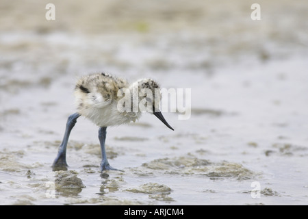 Trauerschnäpper Säbelschnäbler (Recurvirostra Avosetta), Huhn, Niederlande, Texel auf Nahrungssuche Stockfoto