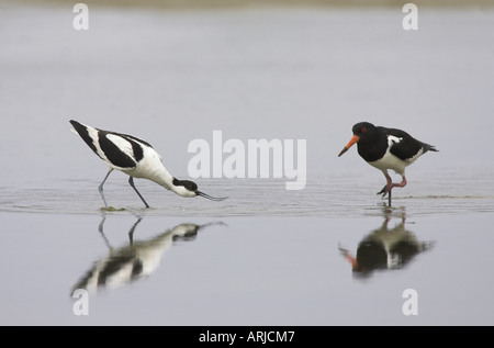 Trauerschnäpper Säbelschnäbler (Recurvirostra Avosetta), pied Avocet mit bedrohlichen Geste gegen Austernfischer, Niederlande, Texel Stockfoto