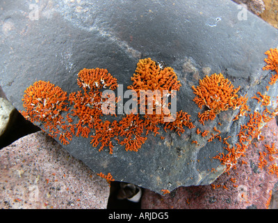 roten Flechten auf einem Stein, Nunavut, Kanada, Ross Point Stockfoto