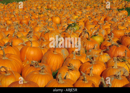 Große Anzahl von Kürbisse für den Verkauf auf einer Farm in Vermont, New England, USA, Nordamerika Stockfoto