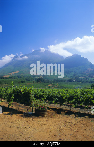 Weinberge in den Cape Winelands, in der Nähe von Stellenbosch, Kapprovinz, Südafrika, Afrika Stockfoto