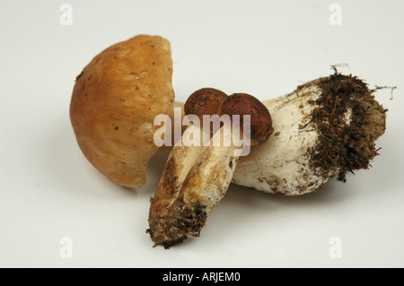 Boletus Edulis und Xerocomus Badius Pilz Stockfoto