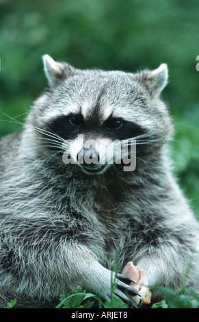 gemeinsamen Waschbär (Procyon Lotor), Erwachsene, Porträt, Deutschland Stockfoto