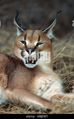 Karakal (Felis Caracal), Erwachsene, portrait Stockfoto