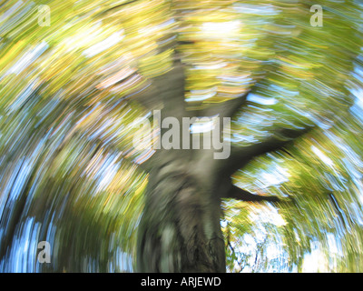 Frosch Blick auf herbstlichen Baum mit gelben Blättern und blauer Himmel in Bewegungsunschärfe Stockfoto
