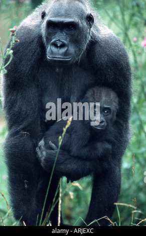 Flachlandgorilla (Gorilla Gorilla Gorilla), Mutter halten jung in die Arme Stockfoto