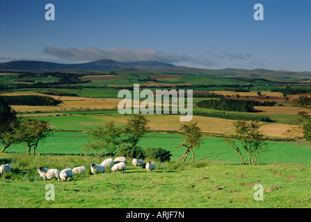 Schafe und Felder mit Cheviot Hills in der Ferne, Northumbria (Northumberland), England, UK, Europa Stockfoto