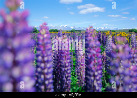 Wilde Lupinen in Mt Cook National Park, Canterbury, Südinsel, Neuseeland Stockfoto