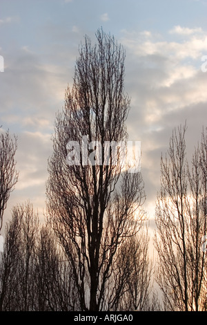 Silhouette der Lombardei Pappel Bäume Populus Nigra Var Italica in Winter UK Stockfoto