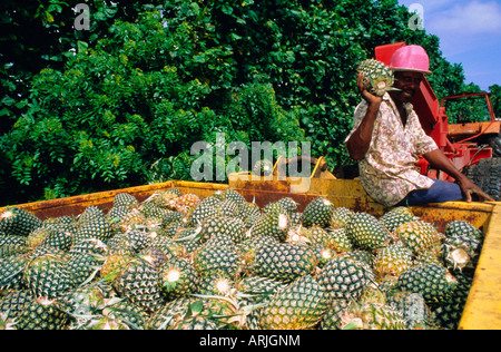 Geernteten Ananas, Guadeloupe, Französische Antillen, Karibik, West Indies Stockfoto