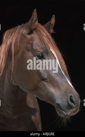 Russische reinrassigen arabischen (Equus Przewalskii F. Caballus), Hengst Stockfoto