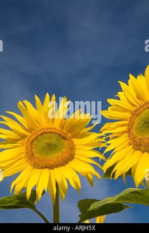 Unberührten Sonnenblumen Gruß die Morgensonne, Oamaru, Neuseeland Stockfoto