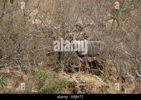 Männliche lesser Kudu Antilope, Tragelaphus Imberbis, beobachten die Kamera getarnt im Busch in Tsavo Wildpark, Kenia. Stockfoto