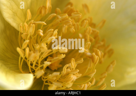 Nahaufnahme von einem Kanarienvogel Rose, Rosa Xanthina, Blüte. Stockfoto