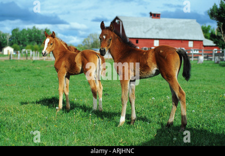 reinrassigen arabischen Pferd (Equus Przewalskii F. Caballus), zwei Fohlen auf der Weide mit Bauernhaus im Hintergrund Stockfoto