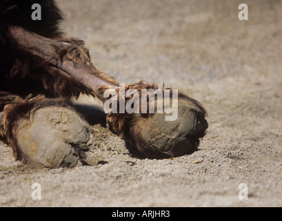 baktrischen Kamel - buckelig Kamel - Beinen Stockfoto