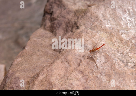 Rote Libelle am Camp Creek, Kimberley, Western Australia Stockfoto