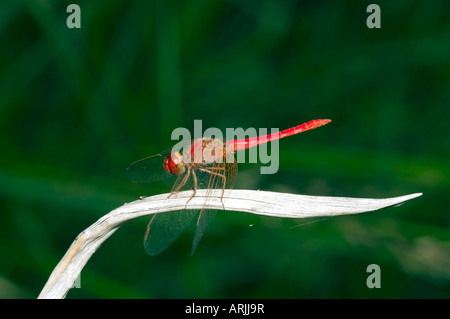 Rote Libelle am Camp Creek, Kimberley, Western Australia Stockfoto