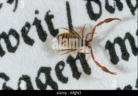 Haus Pseudoscorpion (Chelifer cancroides) auf einer Seite mit Schriftzug für den Größenvergleich Stockfoto