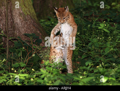 zwei junge Luchse Felis lynx Stockfoto