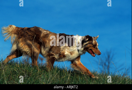 Australian Shepherd (Canis Lupus F. Familiaris), läuft über die Wiese, gegen blauen Himmel Stockfoto