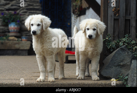 Kuvasz (Canis Lupus F. Familiaris), zwei Welpen, die nebeneinander stehen Stockfoto