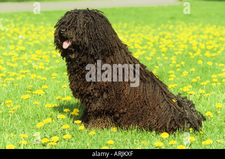 Puli. Erwachsener Hund auf einer blühenden Wiese Stockfoto